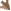 ↘